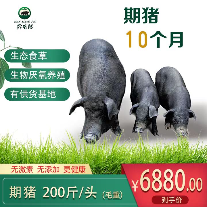 期猪认购10个月