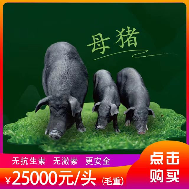 母猪认养