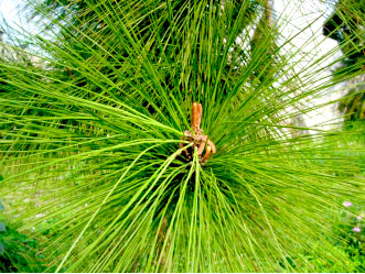 湿地松(pinus elliottii)