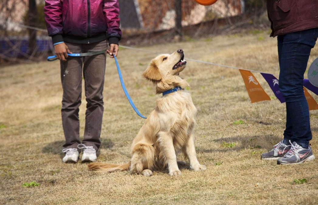 训犬课程第一阶段:犬只亲和力的培养