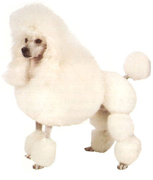 返回顶部】   打印本稿】   关闭本页】 上一条