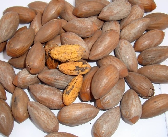 药食同源之榧子