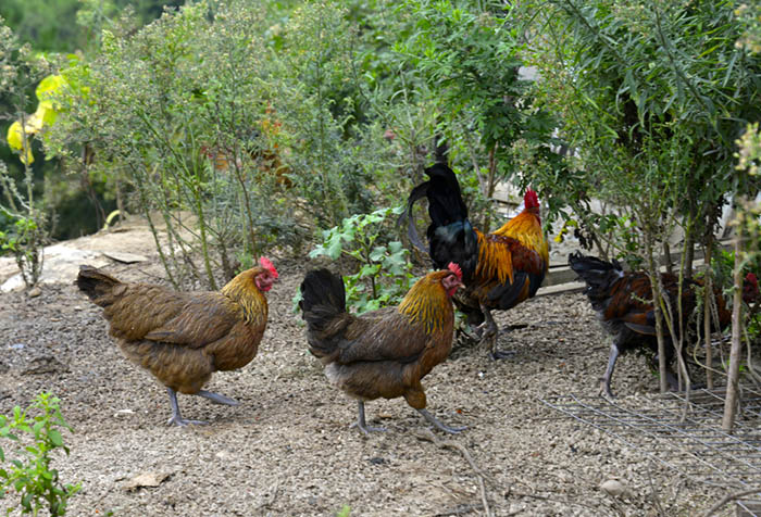 放养土鸡