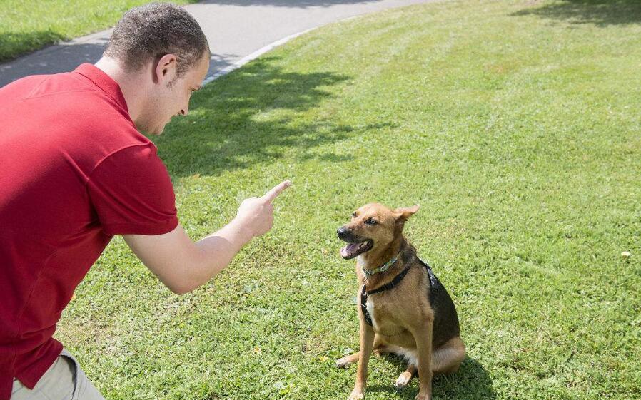 貴陽專業訓犬 訓犬課程第三階段:犬隻不良行為糾正